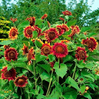 Medium tall ornamental sunflower "Cherry Queen"