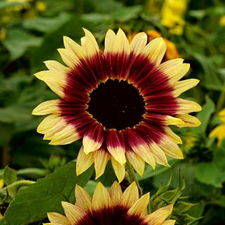 Girasole ornamentale medio alto &quot;Floren&quot; - 