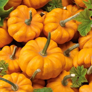 Ornamental Squash - Sweetie Pie - Miniature Halloween Pumpkins - Fresh Seeds