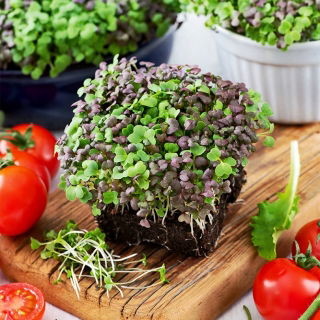 Microgreens - Mizuna mix - Borsos élvezet, buja gyengeség - Friss vetőmagok