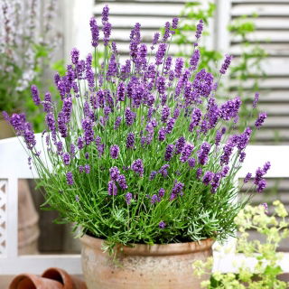 Hoa oải hương thật, hạt oải hương tốt - Lavendula vera - 180 hạt - Lavendula officinalis
