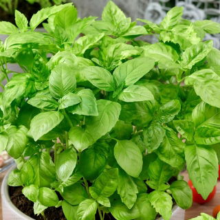 Базилик огоро́дный - зеленый - 650 семена - Ocimum basilicum