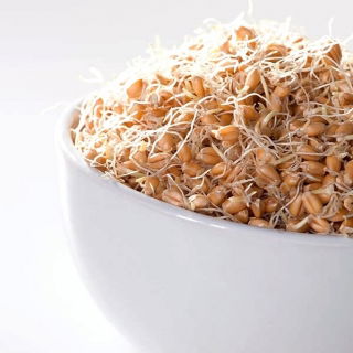 Germinación de semillas con un germinador grande - Trigo - 