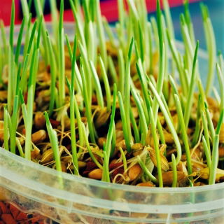 Germinación de semillas con un germinador grande - Cebada - 