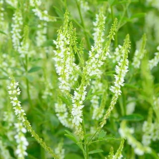 Honey clover - melliferous plant - 100 grams; white melilot, Bokhara clover, white sweet clover, sweet clover