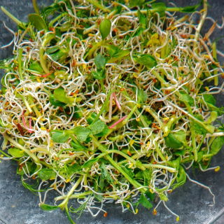 Spirende frø - Mesclun salatblanding med raket (ruccola) - 