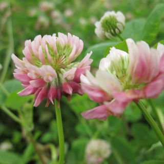 Alsike clover 'Menta' - 1 kg - 