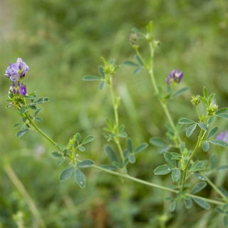Alfalfa 'Beda' - 1 kg
