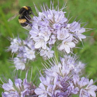 Lacy phacelia 'Natra' - 5 kg; tanaceto azul, tanaceto púrpura - 
