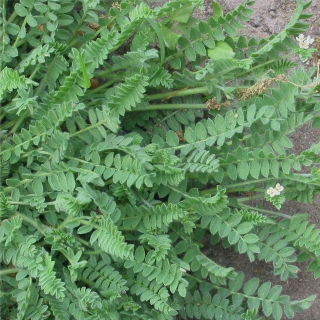Serradella 'Emena' - 0,5 kg - 