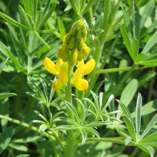 Lupino giallo annuale 'Ambra' - 5 kg - 