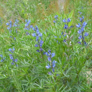 Zoete smalbladige lupine 'Azuro' - 5 kg; smalbladige lupine, blauwe lupine - 