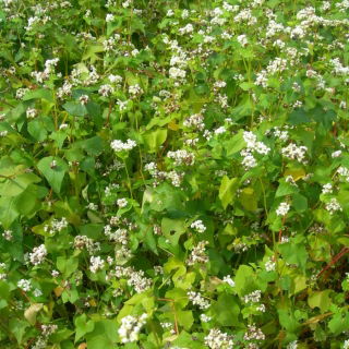 Ajda 'Panda' - 5 kg - 