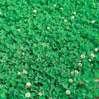 Trifoi alb cu frunze mici „Abercrest” - 0,5 kg - 