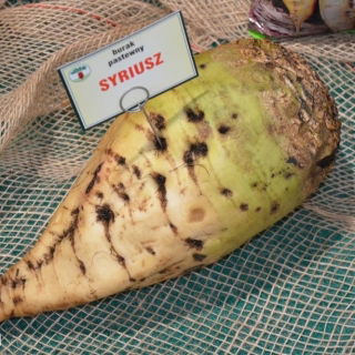 Monogerm takarmányrépa „Sirius” - bevont magvak - 0,5 kg - 