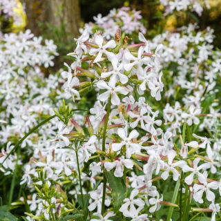 saponaria comune; scommessa che rimbalza, sapone di corvo, selvaggio dolce William, saponaria - 