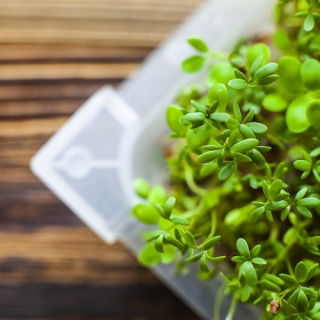 Sprouting tray - Green Mane