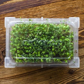 Sprouting tray - Green Mane
