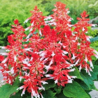 Salvia escarlata &quot;Love Scarlet Bicolor&quot; - 