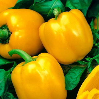 Paprika „Tesla F1“ - 500 semien - profesionálne semená pre každého - 