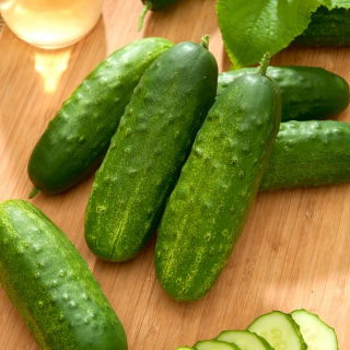 Cucumber 'Orpheus F1' - a parthenocarpic variety - 500 treated professional seeds for everyone