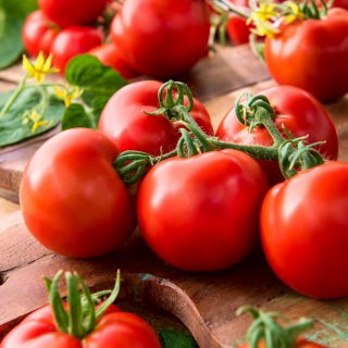 Tomato 'Gallant F1' - 250 profesionálních semen pro každého - 