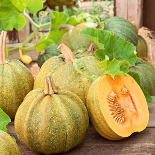 Squash 'Danka Polka' - pentru semințe - 500 de grame; dovleac - 