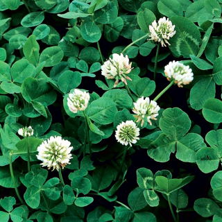 White clover 'Grasslands Huia' - 5 kg