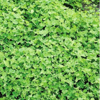 Alsike clover 'Aurora' - 5 kg - 