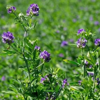 Alfalfa &quot;Gea&quot; - belagte frø med Rhizobium - 0,5 kg; lucerne - 
