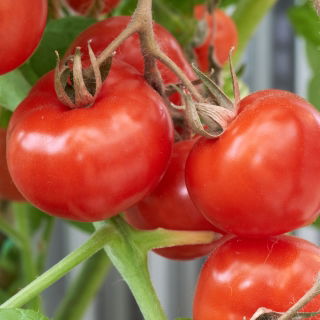Tomate de invernadero &quot;Tukan F1&quot; - paquete más grande - 