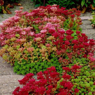 Kaukasisk stonecrop - Sedum spurium - rotuppsättning; två-rad stonecrop