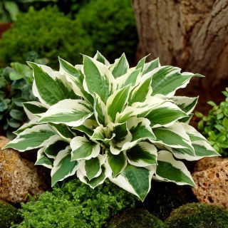 Hosta'Patriot '; giglio piantaggine, giboshi