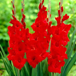 Gladiolus &#39;Oscar&#39; - 5 bollen - 