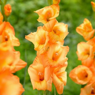 Gladiolus &#39;Ovatie&#39; - 5 sipulia