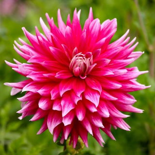 Dahlia - Ac sötét ló
