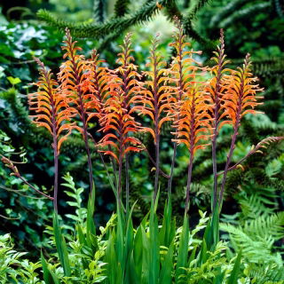 Cobralelie &#39;Saturnus&#39;; Chasmanthe - 