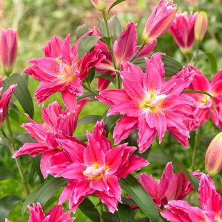 Double flowered oriental lily - Roselily Julia -  heavenly aroma!