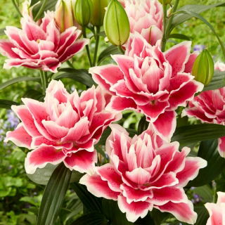 Dubbel orientalisk lilja 'Roselily Samantha' - vacker doft!