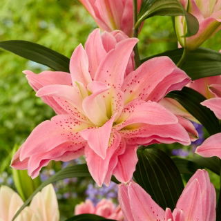 Dubbel orientalisk lilja 'Roselily Patricia' - vacker doft!