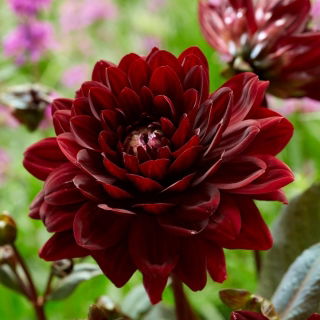 Dahlia - Karma Choc - 