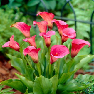 Arum lelija „Rožių karalienė“; kala, kalija