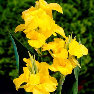Canna-lelie - Richard Wallace - 