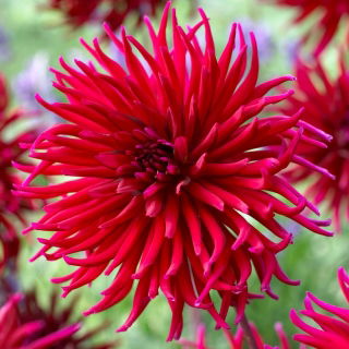 Dahlia - Apache Blue - fimbrieret