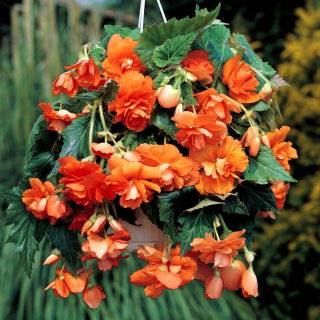 Begonia Pendula Cascade Orange - 2 bulbs