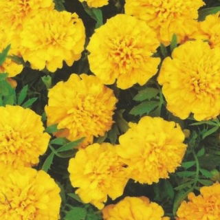 &quot;Amulet&quot; Fransk morgenfrue - dobbelt gule blomster - 