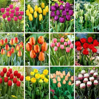 XL-Set - 60 Tulpenzwiebeln, Auswahl der 12 schönsten Sorten