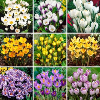 Ensemble taille L - 90 bulbes de crocus, selection des 9 plus belles varietes