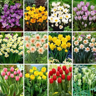 Ensemble format XXL - 160 bulbes a fleurs de printemps, selection des 12 plus belles varietes