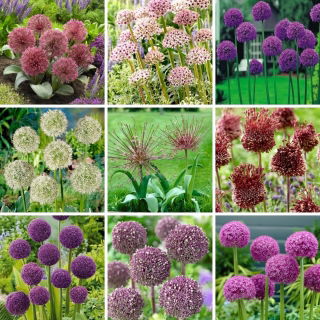 Set misura L - 9 bulbi di cipolla e aglio ornamentali selezione di 9 varietà più belle beautiful